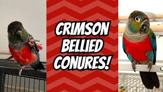 What Crimson Bellied Conures Are REALLY Like  TheParrotTeacher [upl. by Aihtenyc]