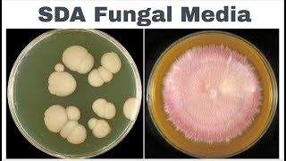 sabouraud dextrose agar sda composition principle anduses [upl. by Refotsirc]