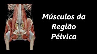 Anatomia dos Músculos da Pelve em 3D [upl. by Lukasz688]