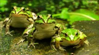 JUMPING FROGS ★ Funny Jumping Contest  Compilation [upl. by Jaf225]