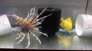 Volitan Lionfish Weekly Feeding Routine [upl. by Bertle]