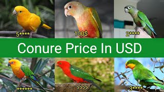 Conure Bird Price in USD [upl. by Bouzoun]