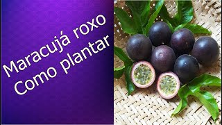 Como plantar maracujá roxo [upl. by Clair364]