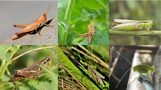 Various Grasshopper Sound Effects [upl. by Ruddie]