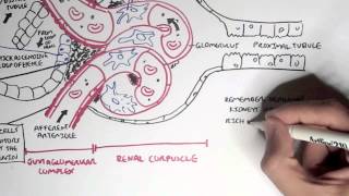 Nephrology  Kidney Physiology Overview [upl. by Allemap]