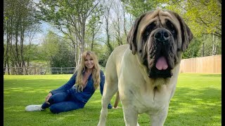 THE ENGLISH MASTIFF  THE WORLD’S HEAVIEST DOG [upl. by Aaberg]