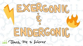 endergonic and exergonic reactions [upl. by Aihsile374]