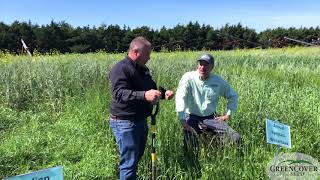 Annual Ryegrass  2019 Test Plot [upl. by Euf]