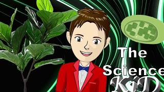 Chloroplasts  How Does Photosynthesis Work  The Science KID [upl. by Yonatan]