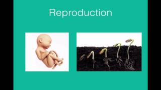 Characteristics of living organisms [upl. by Sivaj]