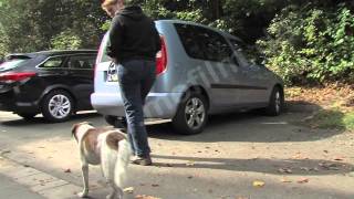 Tiermedizin  Arthrosetherapie bei Hunden [upl. by Savadove]