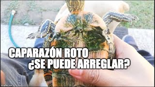 caparazón Roto en tortugas [upl. by Peta222]