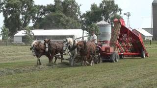 Baling Hay With Horses and Norden Mfg 1534 Hay Accumulator [upl. by Airdnaid]