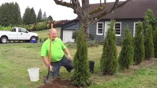 How to Plant a Conifer [upl. by Penman]