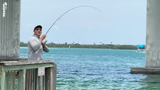 Pier Fishing UNDER a Bridge HOW TO CATCH almost EVERY SPECIES [upl. by Falda360]