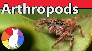 Arthropods  Animal Fact Files [upl. by Rosenfeld]