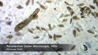 Paramecium under Microscope [upl. by Dranel]