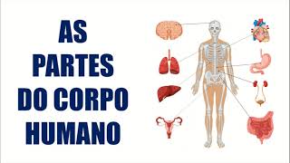 AS PARTES DO CORPO HUMANO  RESUMO ESCOLAR [upl. by Yllib416]