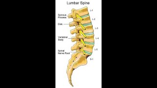 Two Minutes of Anatomy Lumbar Spine [upl. by Suivatna]