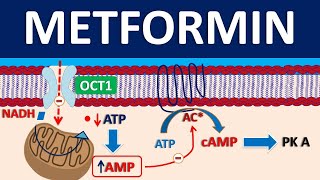 Metformin  Mechanism precautions side effects amp uses [upl. by Leumek]