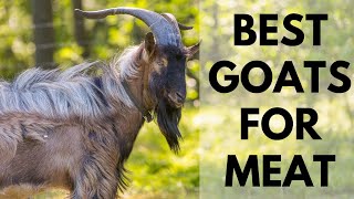 Best Goats for Meat and profit [upl. by Graner]