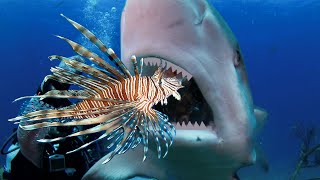 Teaching Sharks and Eels to Attack Invasive Lionfish [upl. by Neirad]