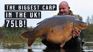 THE BIGGEST CARP IN THE UK British Record 75lb Carp Fishing MONSTER Mainline Baits Carp Fishing [upl. by Bailie]