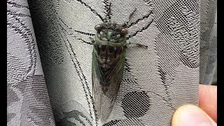 Cicada Flying Insect [upl. by Dodie117]