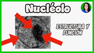 Nucléolo  Célula eucariota Estructura y función [upl. by Stempson]