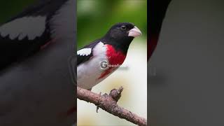 RoseBreasted Grosbeak Bird Song  RoseBreasted Grosbeak Call [upl. by Eeloj]