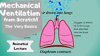 Respiratory  External Respiration Ventilation Perfusion Coupling [upl. by Adora]