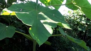 Pruning Paulownia amp reusing the wood for wild life [upl. by Elvin]