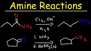 Amine Synthesis Reactions [upl. by Cykana]