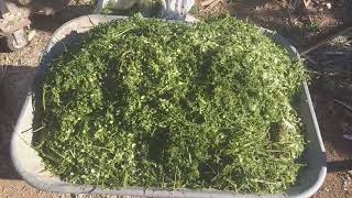 RAÇÃO DE MORINGA PARA CAPRINOS E OVINOS  Volumoso rico em proteína [upl. by Mueller]