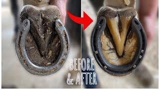 HOOF RESTORATION  VERY SATISFYING  FARRIER [upl. by Zanlog]