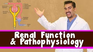 Renal Function and Pathophysiology [upl. by Olatha656]