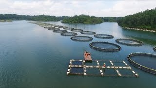 Aquaculture and the environment [upl. by Armalda]