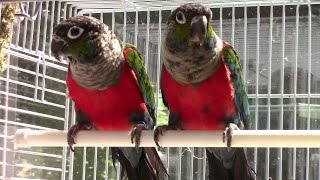 Crimson Bellied Conures [upl. by Solram]