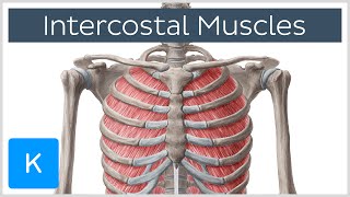 Intercostal Muscles  Function Area amp Course  Human Anatomy  Kenhub [upl. by Anicul]