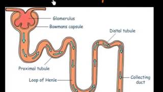 Function of Nephrons [upl. by Bucella218]