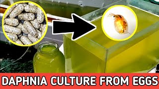 HOW TO HATCH DAPHNIA EGGS  HOW TO CULTURE DAPHNIA [upl. by Ellekim]