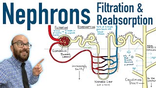 Nephrons  Filtration and Reabsorption Basics [upl. by Affer81]