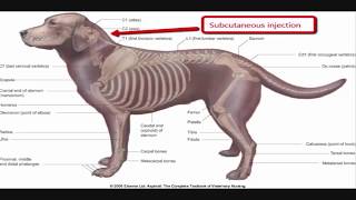 Intramuscular injection technique in dog [upl. by Salangi]