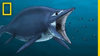 Ichthyosaurs 101  National Geographic [upl. by Irot]