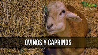 Caracteristicas de los Ovinos y Caprinos  TvAgro por Juan Gonzalo Angel [upl. by Seiuqram644]