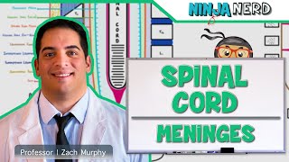 Neurology  Spinal Cord Meninges [upl. by Immij]