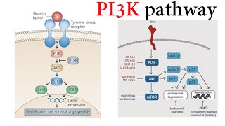 Pi3k Pathway [upl. by Padgett]