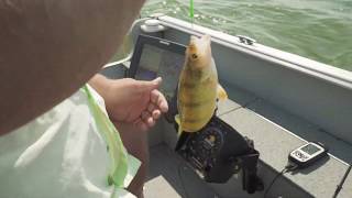 Perch Fishing Fundamentals in South Dakota [upl. by Aowda]