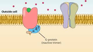 Ionotropic and Metabotropic Receptors [upl. by Sandler709]