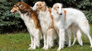 10 ELEGANT Facts About The Borzoi Dog Russian Wolfhound [upl. by Imak]